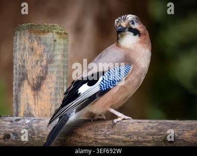 Un Jay eurasien regarde autour de lui Banque D'Images