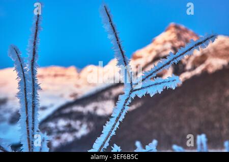 Plantes couvertes de givre et montagne enneigée au lever du soleil d'hiver Banque D'Images