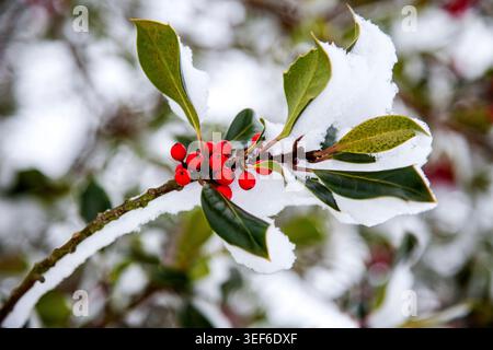Le brin de houx saupoudré de neige aux baies rouges vives capture la beauté tranquille et l'esprit festif de l'hiver dans une scène saisonnière saisonnière par un jour de neige. Banque D'Images