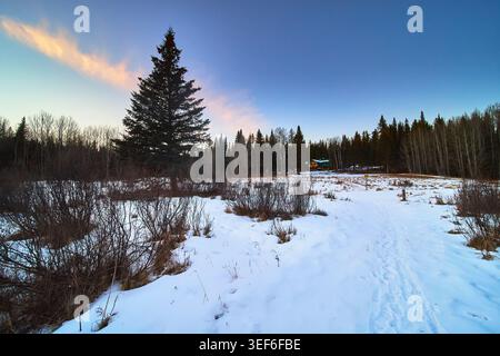 Enneigé prairie Evergreen Tree et cabane au crépuscule dans Winter Forest Banque D'Images