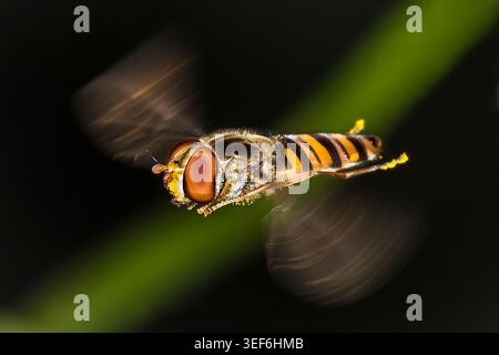 Hoverfly suspendu en plein vol sur fond vert foncé, les ailes floues en mouvement et les yeux tranchants. Banque D'Images