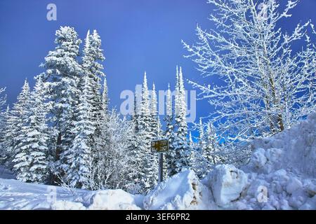 Arbres couverts de neige, Blue Sky et Winter Forest Banque D'Images