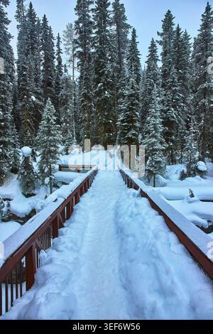 Pont couvert de neige et sentier à travers la forêt d'hiver avec de grands arbres Banque D'Images