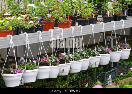 Rangées de pots de fleurs suspendus blancs avec des plantes en fleurs disposées à côté de fleurs en pot dans la serre Banque D'Images
