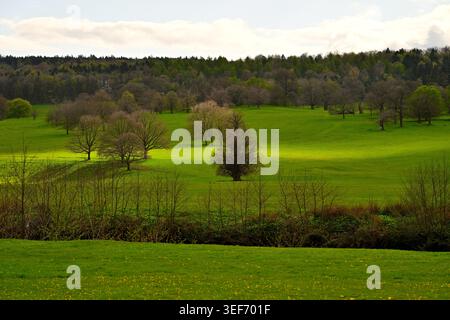Collines verdoyantes ensoleillées avec des arbres dispersés sous un ciel partiellement nuageux Banque D'Images