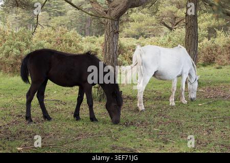 Poney à cheval dans le parc national de New Forest Banque D'Images