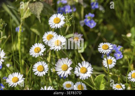Marguerites (Bellis perennis) dans un pré au printemps. Gomadingen, Bade-Wuertemberg, Allemagne Banque D'Images