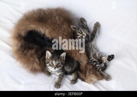 Petits chatons tabby curieux mignons sur le lit Banque D'Images