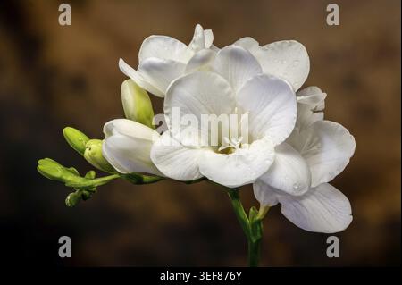 Gros plan détaillé de fleurs blanches de freesia en fleurs et de bourgeons verts recouverts de petites gouttes de rosée. Les pétales délicats sont capturés contre une texture chaude Banque D'Images