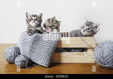Trois chatons mignons dans une boîte en bois, boules de fil de laine et de fil Banque D'Images