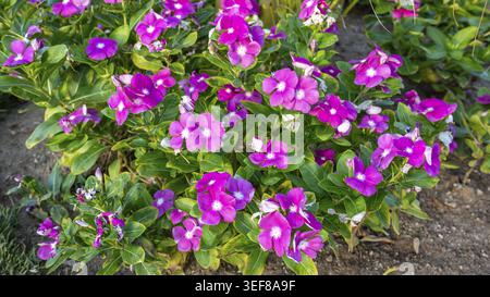Un groupe vibrant de fleurs de pervenche rose en pleine floraison, entouré de feuilles vertes luxuriantes. Parfait pour la nature, le jardin et les thèmes floraux Banque D'Images