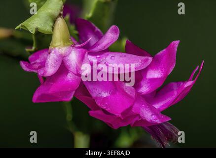 Une magnifique floraison solitaire d'un cactus de Noël magenta Schlumbergera vibrant avec de délicates gouttelettes d'eau sur ses pétales contre une riche émeraude sombre g Banque D'Images