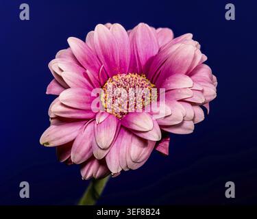 Une belle Marguerite gerbera rose douce en pleine floraison, mettant en valeur ses pétales délicats et son centre jaune éclatant sur un fond bleu foncé contrasté Banque D'Images