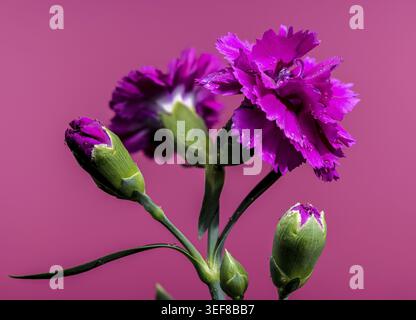 Deux époustouflants oeillets roses et un bourgeon se distinguent sur un fond rose vif, mettant en valeur les détails complexes de leurs pétales volants et Banque D'Images