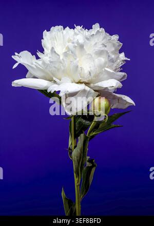 Une belle fleur de pivoine blanche en pleine floraison avec un bourgeon frais, mis en évidence sur un fond violet saisissant et vif Banque D'Images