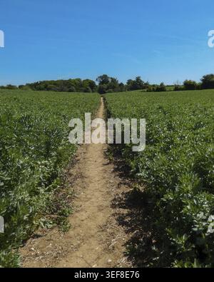 Un chemin de terre court entre les rangées de plantes vertes dans le champ. Le soleil brille brillamment dans le ciel bleu clair, et des arbres sont vus en arrière-plan à Sta Banque D'Images