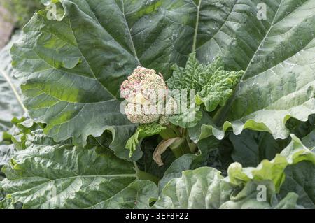 Des feuilles vertes ondulées à grande échelle entourent l'inflorescence brillante d'une plante de rhubarbe dans une vue rapprochée dans le jardin botanique du jardin des plantes Banque D'Images