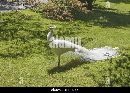 Weisser Pfau, Pavo cristatus mut. alba - Pavo cristatus mut. alba, connu sous le nom de peafowl indien, peafowl blanc, peafowl, peafowl commun, peafowl indien Banque D'Images