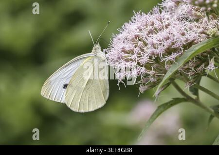Pieris brassicae, Grosser Kohlweissling, Kohlweissling - Pieris brassicae, connu sous le nom de grand blanc, papillon de chou, blanc de chou, grand blanc de chou Banque D'Images