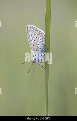 Polyommatus icarus, Hauhechel-Blaeuling (Maennchen), Gemeiner Blaeuling - Polyommatus icarus (papillon mâle) connu sous le nom de papillon bleu commun, commun b Banque D'Images