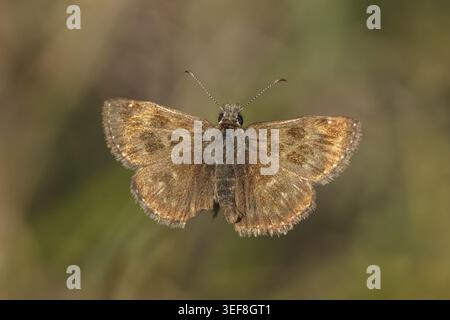 Erynnis tages, Dunkler Dickkopffalter, Leguminosen-Dickkopffalter, Kronwicken-Dickkopffalter - Erynnis tages, connu sous le nom de skipper dingy Banque D'Images