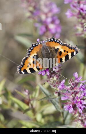 Aglais urticaire (Nymphalis urticaire), Kleiner Fuchs - Aglais urticaire, syn. Nymphalis urticae, connu sous le nom de petit papillon tortoiseshell Banque D'Images