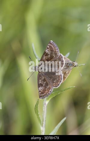 Erynnis tages, Dunkler Dickkopffalter, Leguminosen-Dickkopffalter, Kronwicken-Dickkopffalter - Erynnis tages, connu sous le nom de skipper dingy Banque D'Images