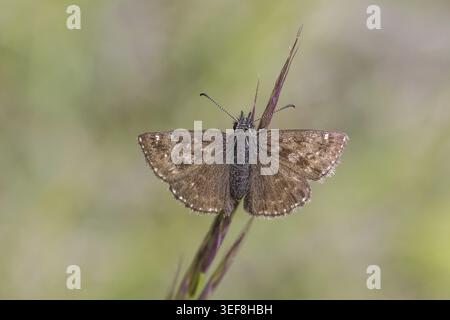 Erynnis tages, Dunkler Dickkopffalter, Leguminosen-Dickkopffalter, Kronwicken-Dickkopffalter - Erynnis tages, connu sous le nom de skipper dingy Banque D'Images