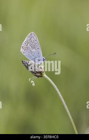 Polyommatus icarus, Hauhechel-Blaeuling (Maennchen), Gemeiner Blaeuling - Polyommatus icarus (papillon mâle) connu sous le nom de papillon bleu commun, commun b Banque D'Images
