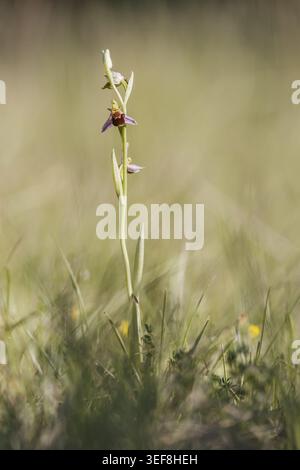 Ophrys apifera, Bienen-Ragwurz, Bienenenragwurz, Bienen-Orchis, Bienenenstaendel, Bienenstendel - Ophrys apifera, connue sous le nom d'orchidée d'abeille Banque D'Images
