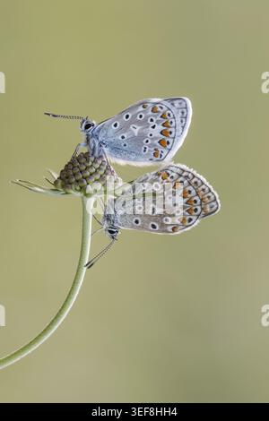 Polyommatus icarus, Hauhechel-Blaeuling, Gemeiner Blaeuling - Polyommatus icarus, connu sous le nom de papillon bleu commun, bleu commun Banque D'Images