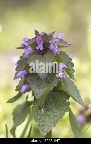 Lamium purpureum, Rote Taubnessel, Purpurrote Taubnessel - Lamium purpureum, connu sous le nom d'archange pourpre, d'ortie morte pourpre, d'ortie morte rouge, d'archan rouge Banque D'Images