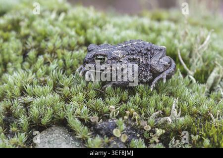 Epidalea calamita, Kreuzkroete (syn. Bufo calamita) - Epidalea calamita, syn. Bufo calamita, connu sous le nom de Natterjack crapaud, courant le crapaud Banque D'Images