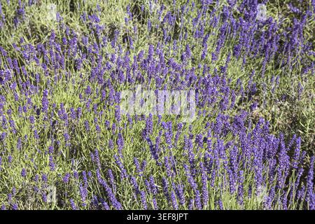 Lavandula angustifolia, Echter Lavendel -Lavandula angustifolia, lavande commune, lavande vraie, lavande anglaise) Banque D'Images
