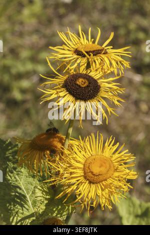 Telekia speciosa, grosse Telekie, Siebenbuergische Telekie - Telekia speciosa, connue sous le nom de Heartleaf Oxeye, Giant Ox Eye Banque D'Images