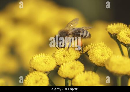 Apis mellifera, Europaeische Honigbiene (Westliche Honigbiene), Biene, Honigbiene - Apis mellifera, connu sous le nom de Honeybee (Western Honeybee), European hon Banque D'Images