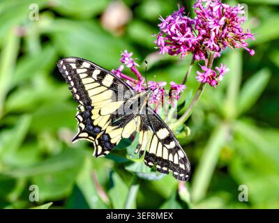 Papillons à queue d'araignée du vieux monde (Papilio machaon) avec aile et queues endommagées se nourrissant sur Valériane - centre de la France. Banque D'Images