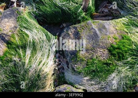 Photographie rapprochée intime d'herbiers attachés à la roche côtière montrant les détails fins et la structure organique. La matière végétale délicate et naturelle a Banque D'Images