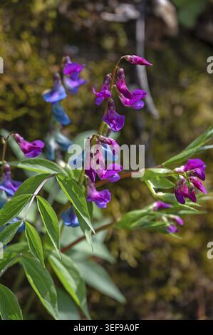Vestes de printemps (Lathyrus vernus), haute-Franconie, Bavière, Allemagne Banque D'Images