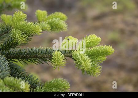 Branche de sapin avec de nouvelles pousses vertes et de vieilles aiguilles poussant au printemps Banque D'Images