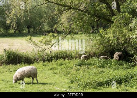 Moutons broutant paisiblement de l'herbe verte luxuriante dans un pré de campagne Banque D'Images