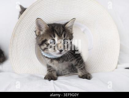 Chaton tabby mignon curieux sur fond de chapeau Banque D'Images