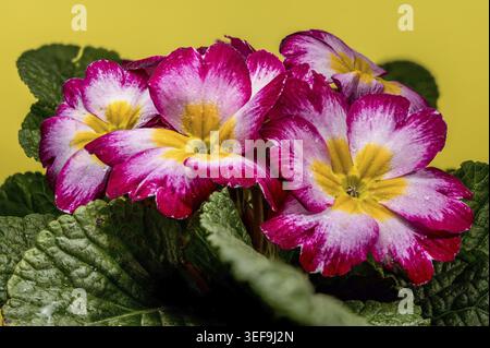 Photo macro de fleurs de primula roses et jaunes éclatantes avec des gouttelettes d'eau sur des feuilles vertes, sur fond jaune Uni et joyeux Banque D'Images