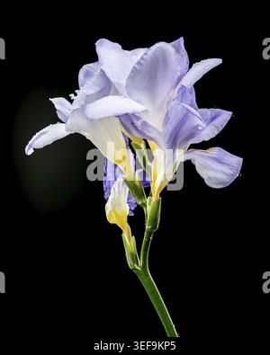 Une superbe photo macro de lavande douce Freesia fleurit couverte de petites gouttelettes d'eau. Le violet et le jaune éclatants contrastent radicalement avec le d. Banque D'Images
