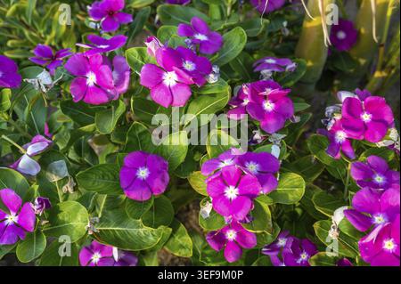 Un groupe vibrant de fleurs de pervenche rose en pleine floraison, entouré de feuilles vertes luxuriantes. Parfait pour la nature, le jardin et les thèmes floraux Banque D'Images