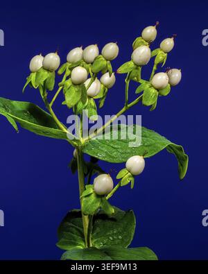 Un groupe de baies blanches étonnantes d'hypericum, orné de gouttelettes d'eau scintillantes, se dresse sur un fond bleu vif Banque D'Images
