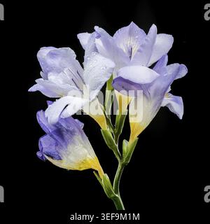Une superbe photo macro de lavande douce Freesia fleurit couverte de petites gouttelettes d'eau. Le violet et le jaune éclatants contrastent radicalement avec le d. Banque D'Images