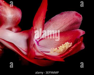 Photographie macro horizontale à contraste élevé d'une fleur de Schlumbergera en pleine floraison rouge et blanche, vigoureusement isolée sur un fond noir et dur fo Banque D'Images