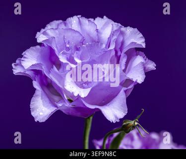 Gros plan d'une fleur de Lisianthus violette claire et éclatante avec de délicats pétales et des gouttelettes d'eau, sur un fond violet saturé Banque D'Images