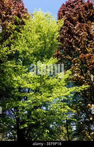 Fagus sylvatica 'latifolia' entre deux arbres, Fagus 'Obélisque rouge' Banque D'Images